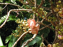 CairnsTC029 Jardin Botanique 029